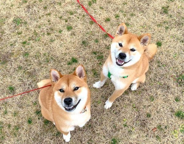 仲良しな柴犬兄弟