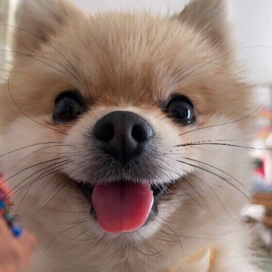 シニア犬は鼻が乾燥しやすい？正しい対処法は？ いぬのきもち