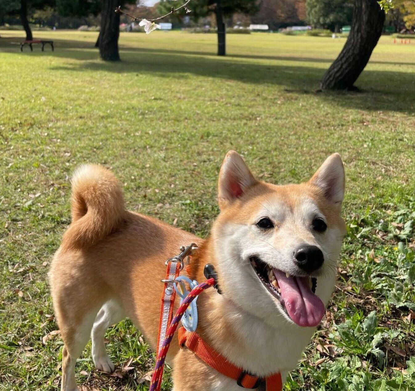 散歩するこてつくん