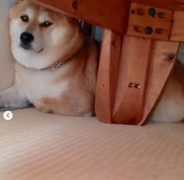 どうしてそうなった 本気の困り顔を見せる柴犬 そのワケとは いぬのきもちweb Magazine