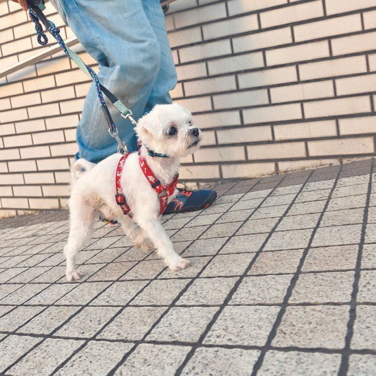 ※骨・関節疾患や麻痺などで運動制限のある犬は、散歩方法についてかかりつけ医に相談しましょう。