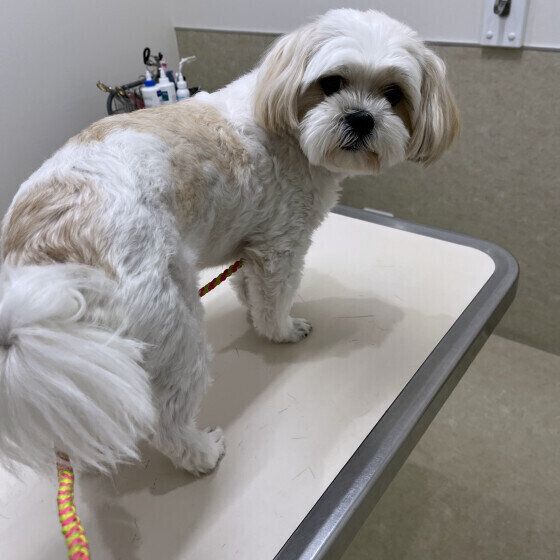 犬が動物病院を嫌がる理由と対処法 怖がったり暴れる場合はどうすればいい？ いぬのきもち