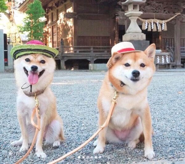 お出かけを楽しむにこちゃん、たまちゃん