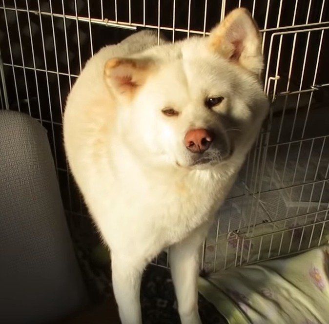 バツが悪そうな秋田犬
