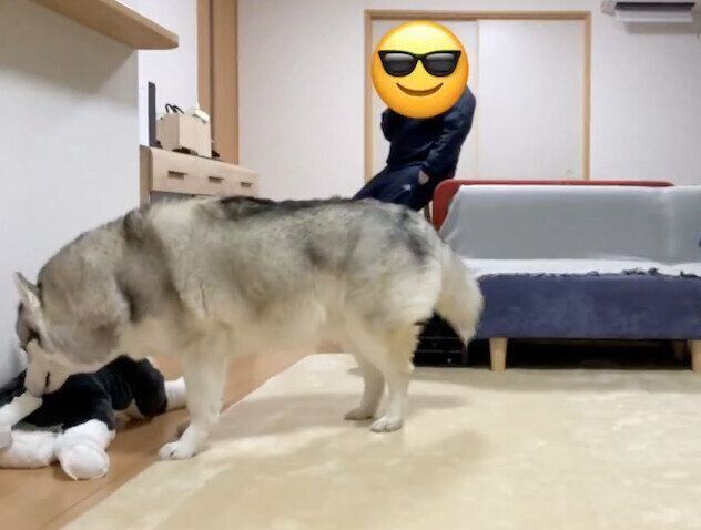 「新入り」のおしりを嗅ぐノンノちゃん