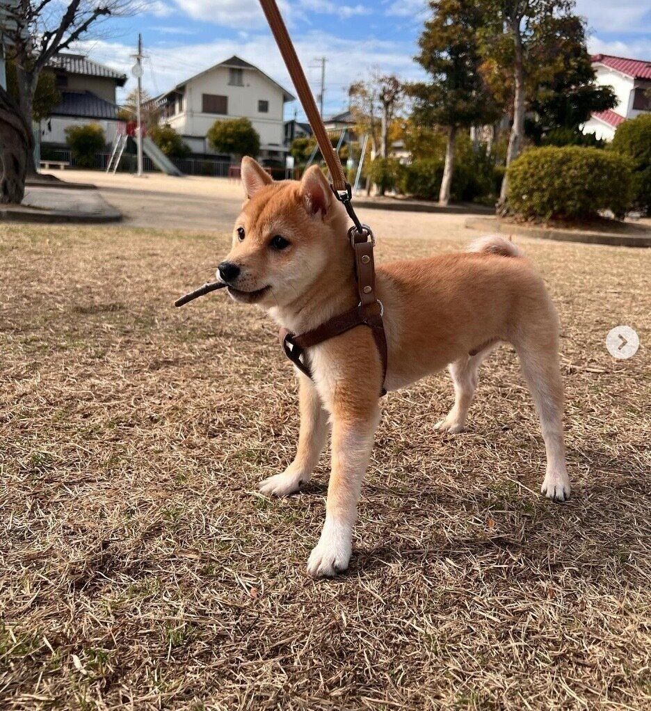 散歩をするチロくん