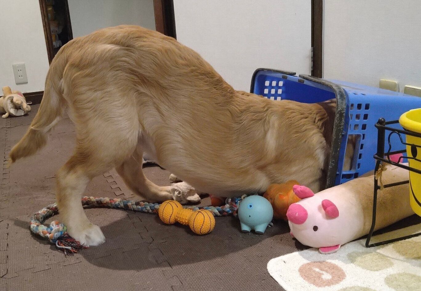 おもちゃが入っているカゴに入ろうとするルーカスくん