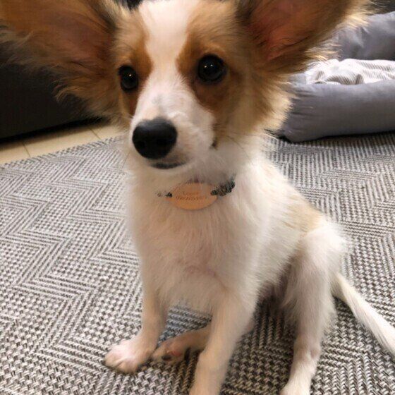 おすわりするパピヨン