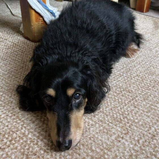 ダックスフンドのソラくん 