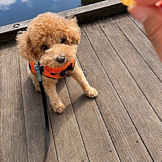 トイ・プードルのモコくん