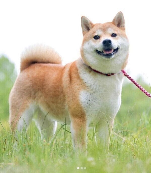 お散歩を楽しむユクちゃん