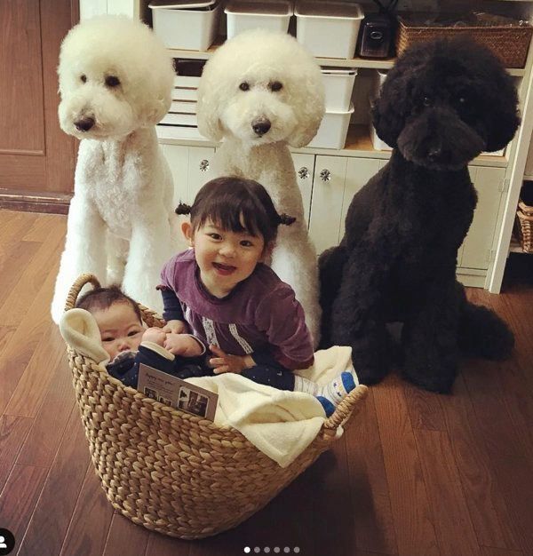 スタンダード・プードルと女の子・まめちゃん