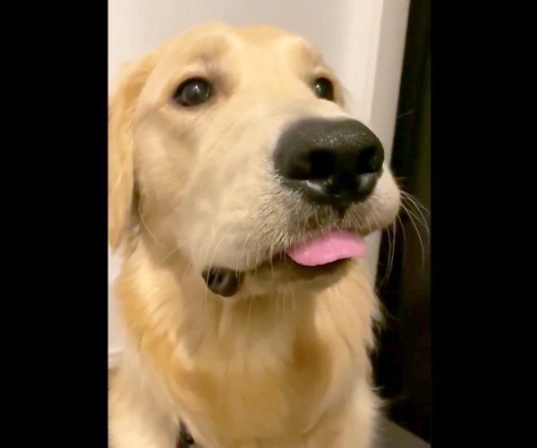 おとぼけ顔をするらん丸くん