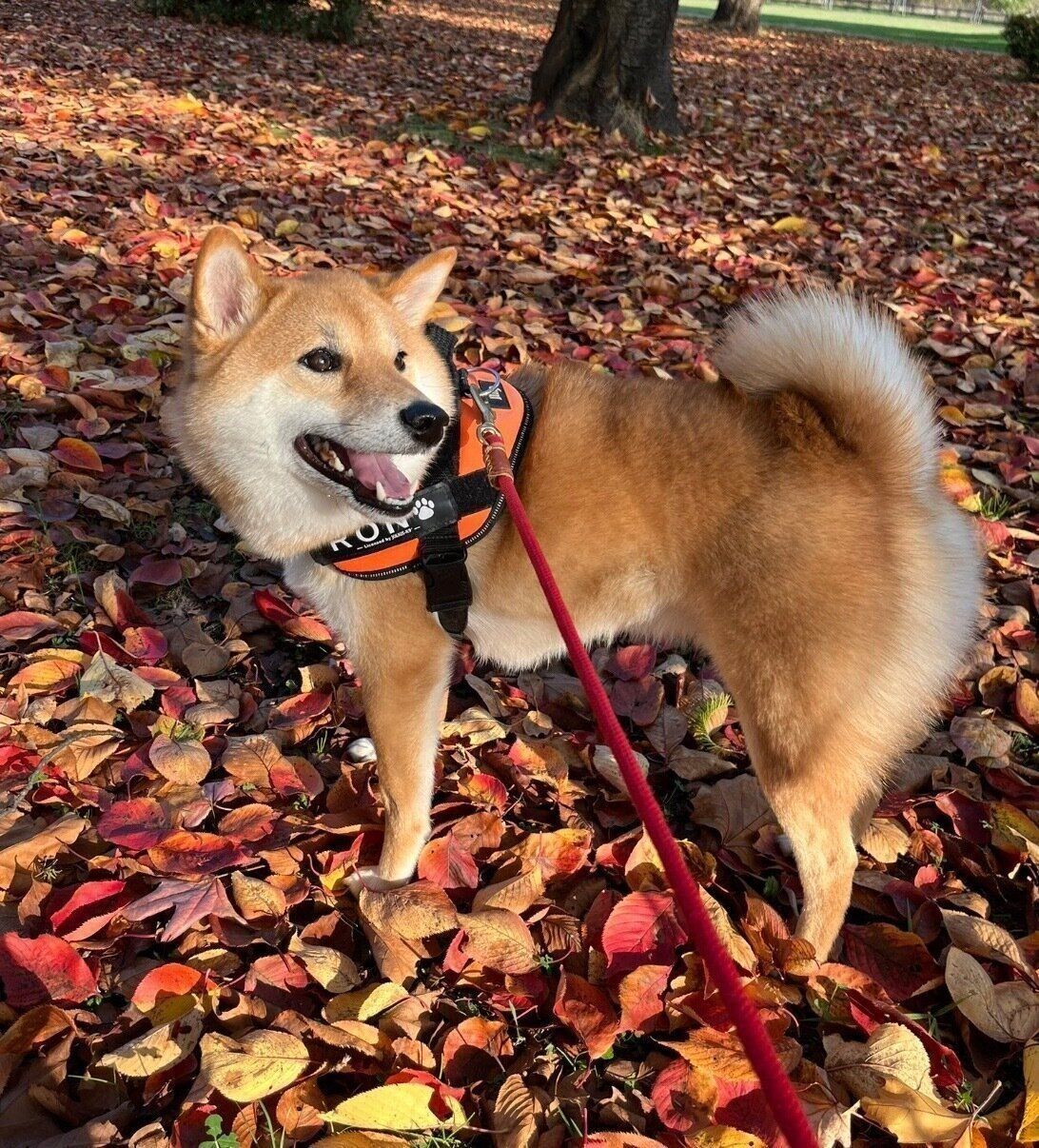 散歩を楽しむろんくん