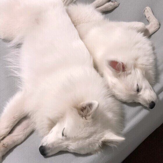 一緒に眠る2匹の日本スピッツ