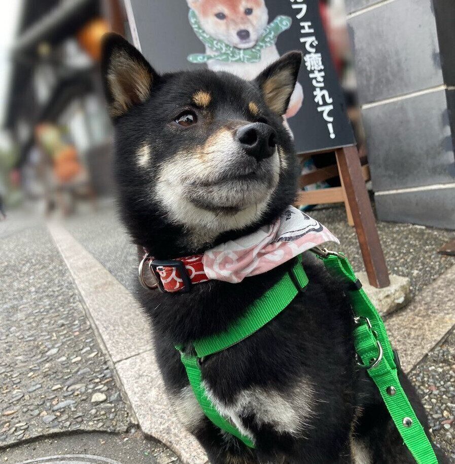 別の日に散歩をするぺこちゃん