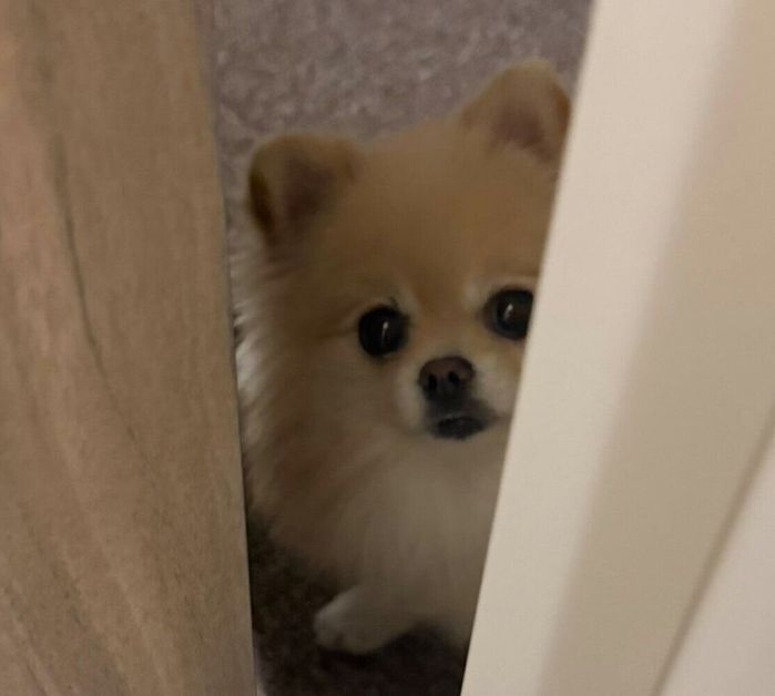飼い主さんを心配そうに見つめる若様