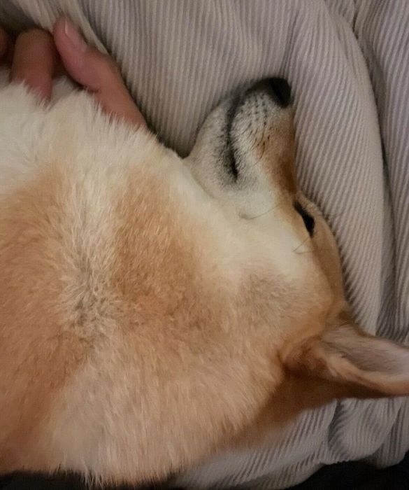 眠るろんくん