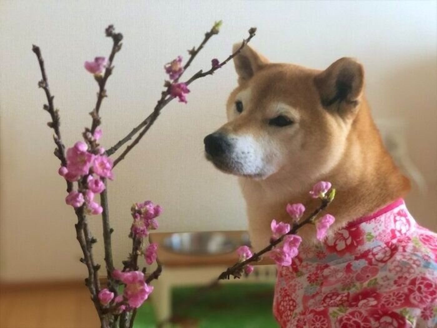 10回目の うちのこ記念日 を迎えた柴犬マロたん あっという間の10年 大きくなりました いぬのきもちweb Magazine 10回目の うちのこ記念日 を迎えた柴犬マロたん あっという間の10年 大きくなりました いぬのきもちweb Magazine