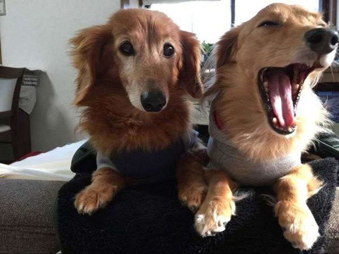 犬がお留守番させるときの時間は最大何時間 起こりうる事故とは いぬのきもちweb Magazine 犬がお留守番させるときの時間は最大何時間 起こりうる事故とは いぬのきもちweb Magazine