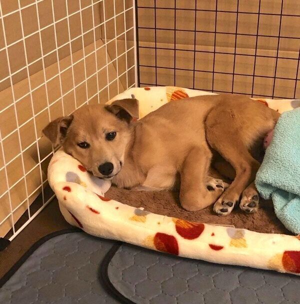 家族になって1週間が経過した頃のさくらちゃん