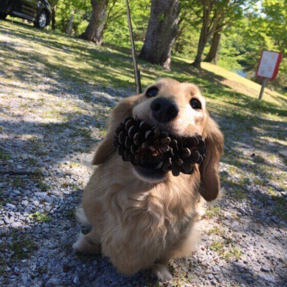 ミニチュア・ダックスフンド・みにちゃん・まつぼっくりをくわえる