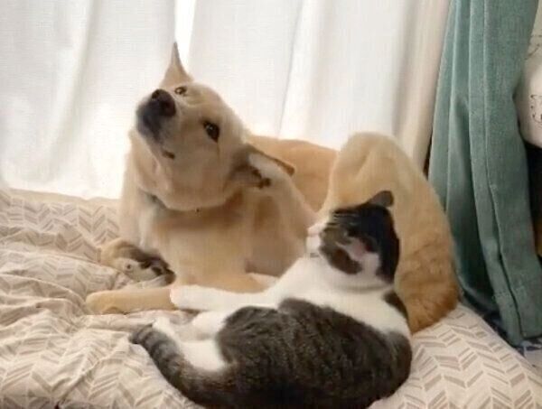 ななちゃんにお耳を毛づくろいしてもらうくるりちゃん