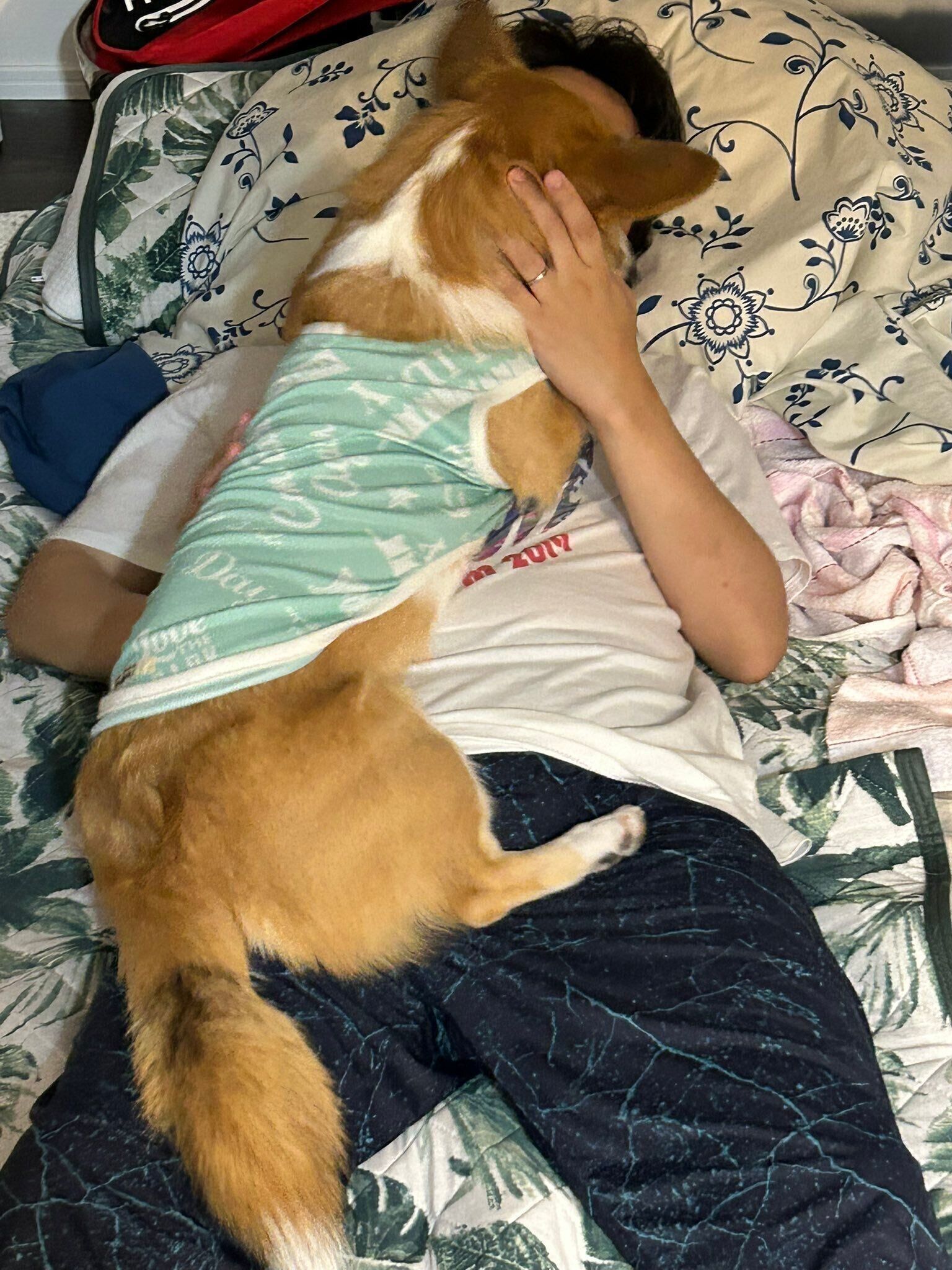 2才5カ月のコーギー