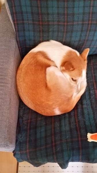 ミックス・ちゃつみちゃん・ワンモナイト