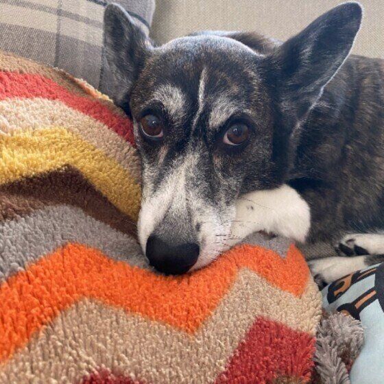 部屋でまったりするウェルシュ・コーギー・カーディガン