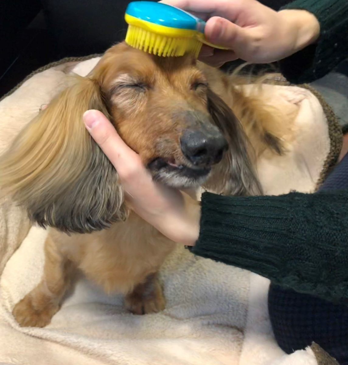 犬がうっとりするマッサージブラシ 実際に使ってみた いぬのきもちweb Magazine