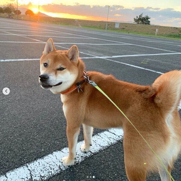 お散歩するさくちゃん