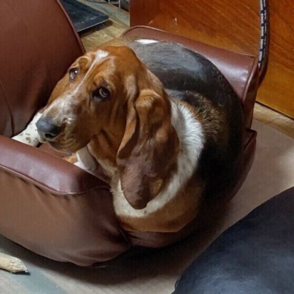 バセット・ハウンドのハックちゃん