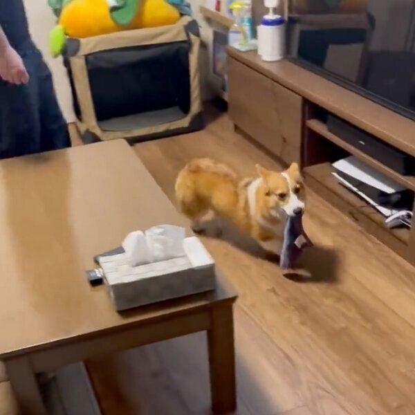 ハンカチを強奪するもなかちゃん