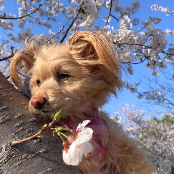 MIXのあんずちゃん