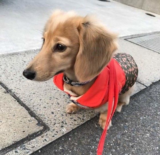 ミニチュアダックスフンド