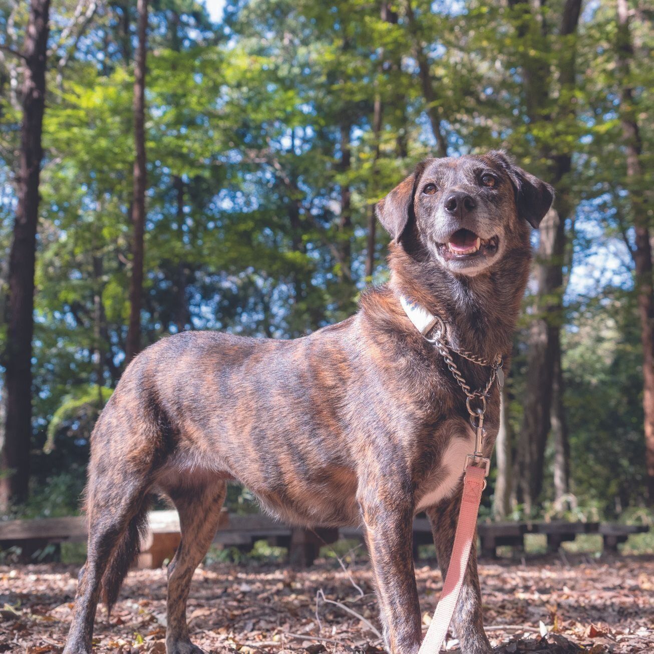 なつちゃん（推定8才）。２カ月かけて慣らしていき、今は田尻家の動物たちとも大の仲よしに