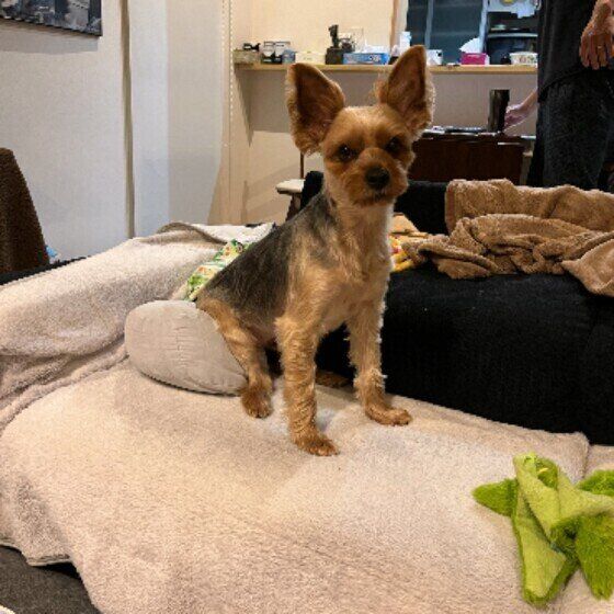 座る虎二郎くん（ヨークシャー・テリア）