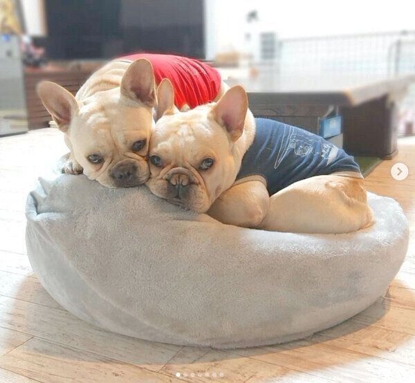 まったりするボブくんとイブちゃん