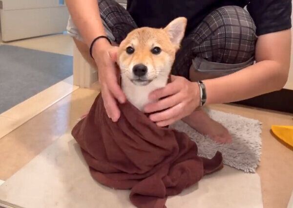 お風呂上がりに「アザラシ」と化すわらびちゃん