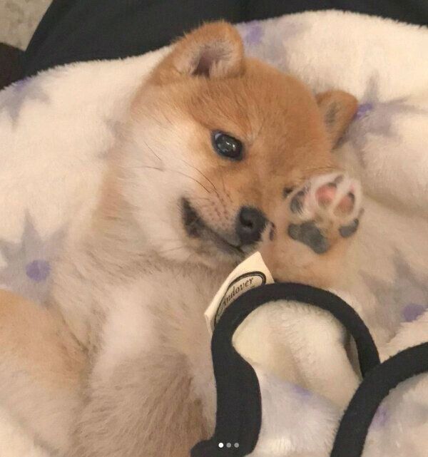 寝転がるこたろうくん