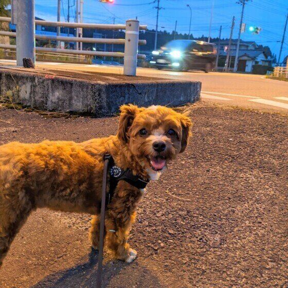 涼しい時間のお散歩