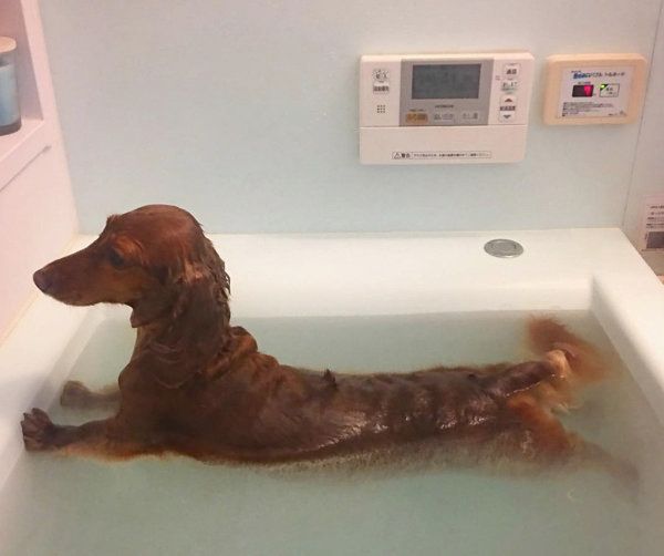 お風呂に入るミニチュア・ダックスフンド