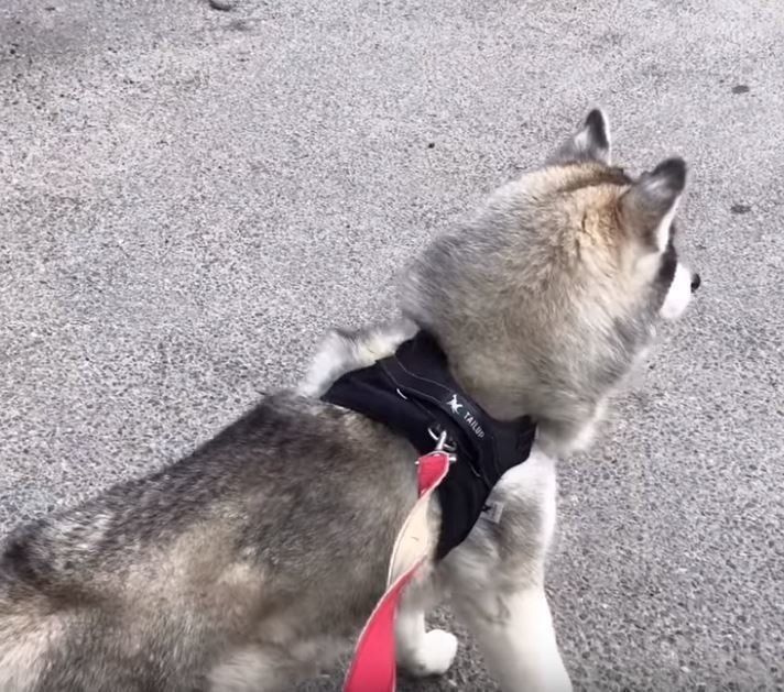 散歩中のシベリアン・ハスキー