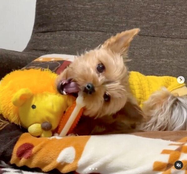 カミカミする豆太くん