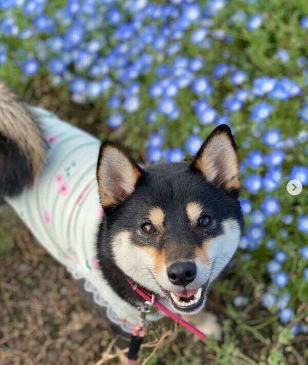 笑顔が可愛いチョコプリンちゃん