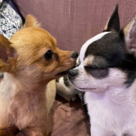 チワワのポチョくん