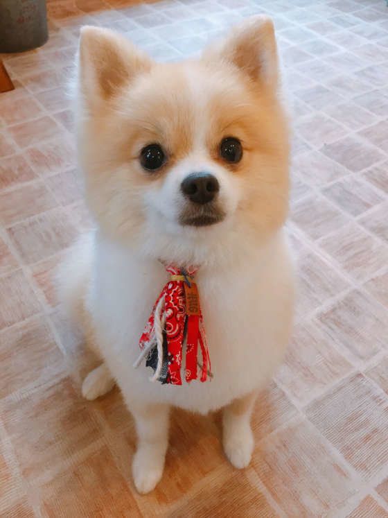 赤のバンダナのような首輪をつけているポメラニアン