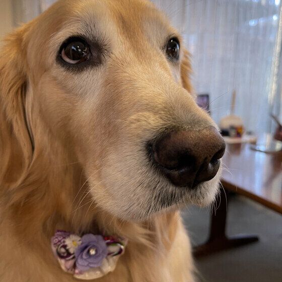 上目遣いのゴールデン・レトリーバー