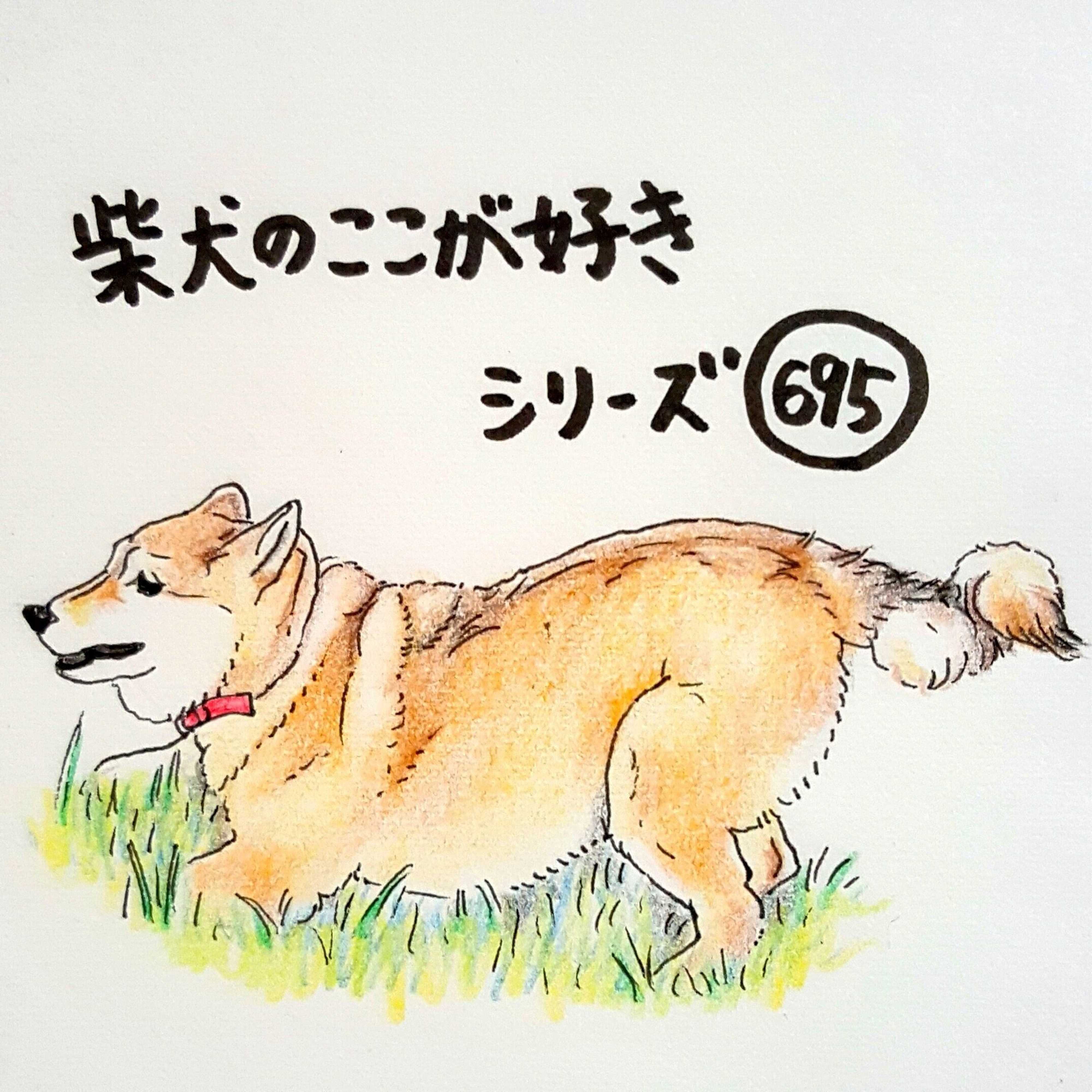 柴犬あるある 巻いたしっぽがスルリとほどける可愛さ 連載 ここ掘れここ柴 Vol 95 いぬのきもちweb Magazine 柴犬あるある 巻いたしっぽがスルリとほどける可愛さ 連載 ここ掘れここ柴 Vol 95 いぬのきもちweb Magazine